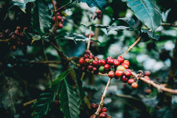 Arabicas Coffee Tree on Coffee tree at Doi Chaang in Thailand