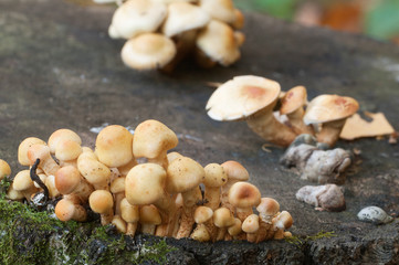Pholiota alnicola mushrooms