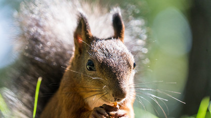 Close Up Red squirrel Sciurus vulgaris eating nuts