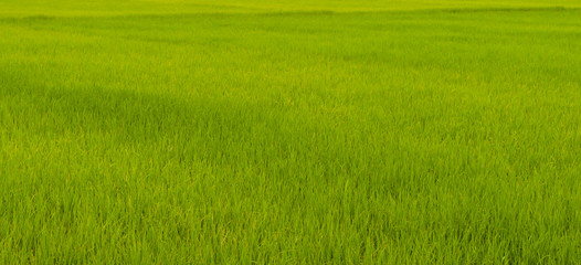 Naklejka na ściany i meble Rice field,Paddy rice with sun light at Thailand.,Nature background concept.