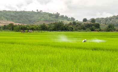 Fototapeta premium Fields of green in Thailand.
