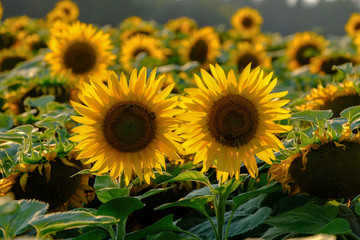 Obraz premium Sunflower field in sunset