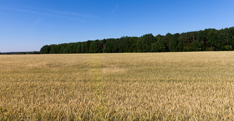 field and sky