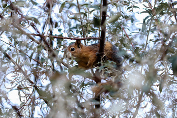 squirrel on tree
