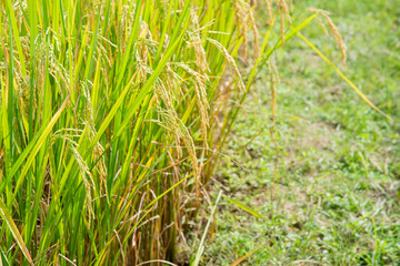Rice field,Paddy rice with sun light at Thailand.,Nature background concept.