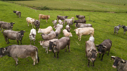 Obraz premium Aerial view Bazadaise cows and calves daisy in the meadow, Gironde