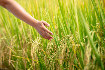 Rice field,Paddy rice with sun light at Thailand.,Nature background concept.