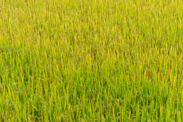 Rice field,Paddy rice with sun light at Thailand.,Nature background concept.