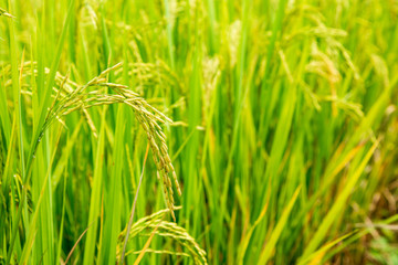 Rice field,Paddy rice with sun light at Thailand.,Nature background concept.