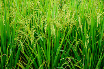 Rice field,Paddy rice with sun light at Thailand.,Nature background concept.