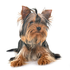 young yorkshire terrier