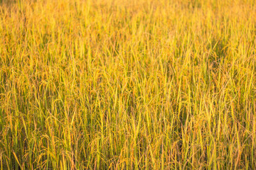 Rice yellow fieldis in the harvest season rice Thailand.