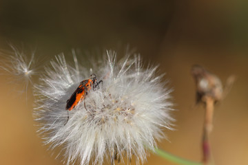 bug on flower