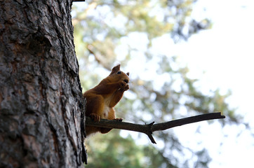 animal squirrel sitting on a pine tree and holding nuts legs