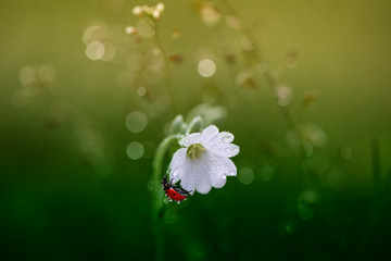 Obraz premium Mała czerwona biedronka chodzi wokół rośliny w poszukiwaniu mszyc.