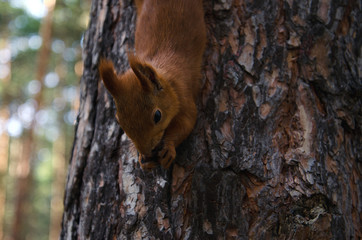 animal squirrel sitting on a pine tree and holding nuts legs