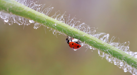 Obraz premium Mała czerwona biedronka chodzi wokół rośliny i wypatruje mszyc.