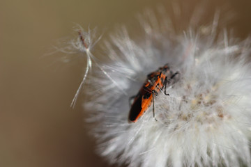 Bug on flower