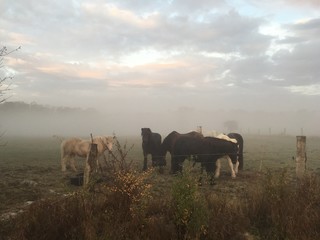Island Pferde am morgen