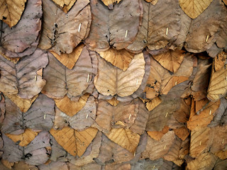 Full Frame Background of Traditional Dry Brown Leaves Wall