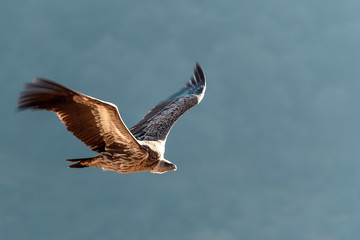 himalayan vulture flying over the valley 