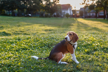 beagle dog playing on green grass