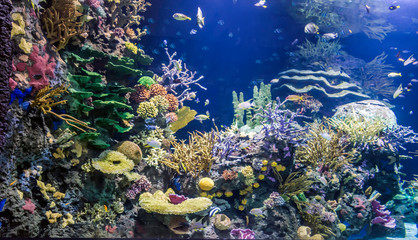 Fototapeta na wymiar Colourful ocean aquarium with motley fish, corals, plants and rocks.