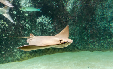 Brown back and wings of swimming Cownose ray (Rhinoptera bonasus). They are often mistaken for being a shark by beach-goers due to the fins sticking out of the water, resembling the fin of a shark.