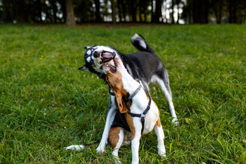 funny dog husky and beagle dog playing on the grass in the park on a summer afternoon