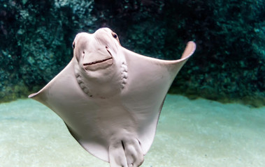 Whitish belly of Cownose ray (Rhinoptera bonasus) with its broad head, wide-set eyes and set of dental plates. Cownose rays have barb at the tail and weak venom to defend from the threat.