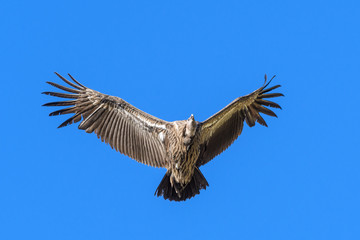 Fototapeta premium himalayan vulture flying over the valley 