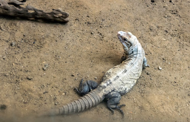 Fototapeta premium Utila iguana (Ctenosaura bakeri), also known as the Baker's spinytail iguana, swamper or wishiwilly del suampo, shot from above. It is critically endangered species due to hunting and habitat loss.