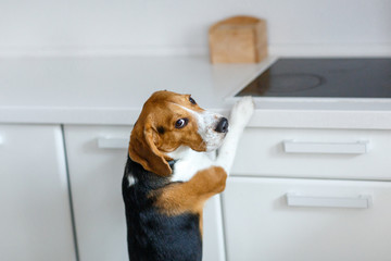 beautiful beagle stands in the kitchen on its hind legs and looks around