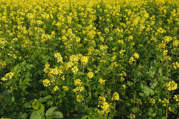 Obraz premium Mustardflowers