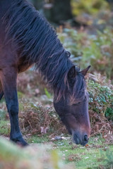 New Forest Pony