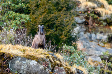 himalayan tahr on the mountian roads