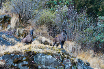 himalayan tahr on the mountian roads