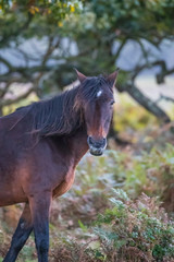 New Forest Pony