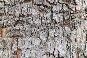 Surface of Tree bark texture background.