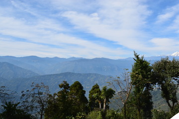 trees and blue sky