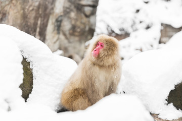 animals, nature and wildlife concept - japanese macaque in snow at jigokudan monkey park