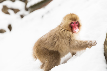 animals, nature and wildlife concept - japanese macaque searching and eating food in snow at jigokudan monkey park