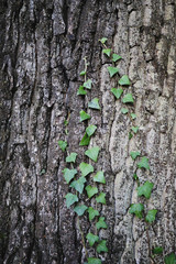Ivy on tree