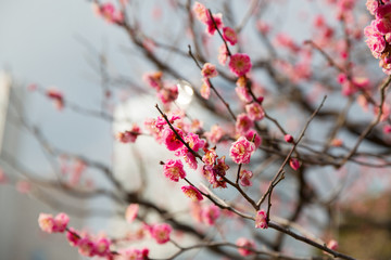 nature, botany, gardening and flora concept - close up of beautiful sakura tree blossoms