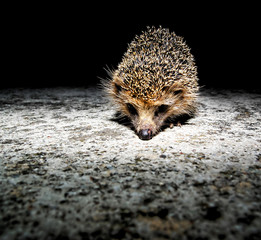 West European Hedgehog © underworld