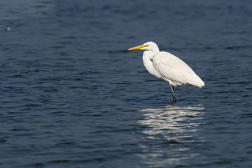 Fototapeta na wymiar egret searching for food inwater lake 
