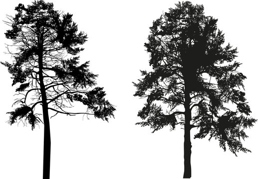 two large black pine silhouettes isolated on white