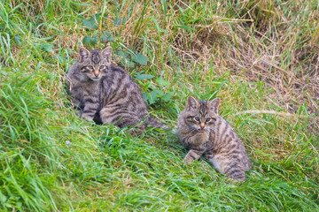 Scottish wildcat (Felis silvestris grampia) kitten