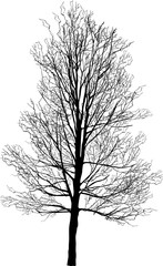 high bare tree isolated on white