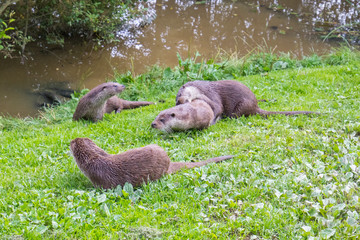 Fototapeta premium Otter Family on Grass Bank
